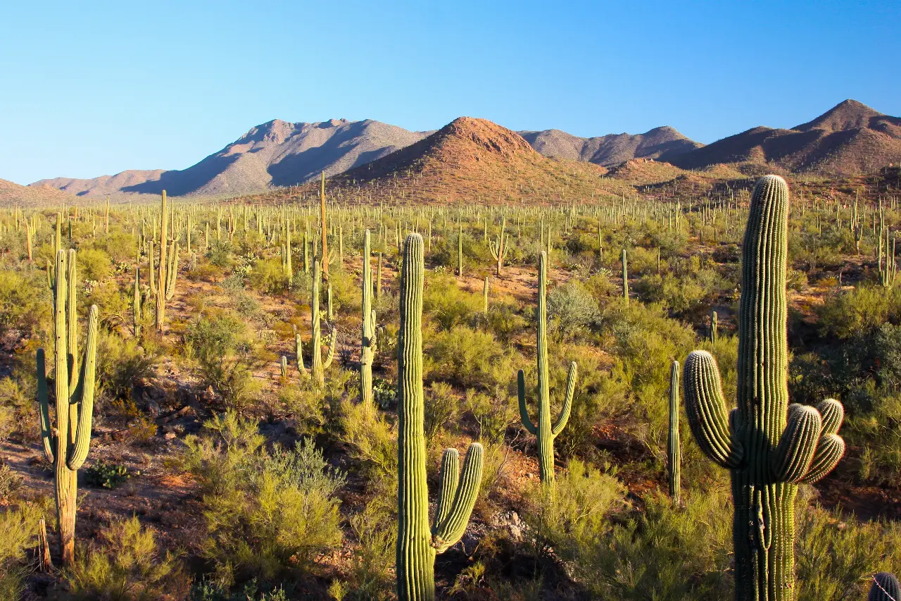 Sonora