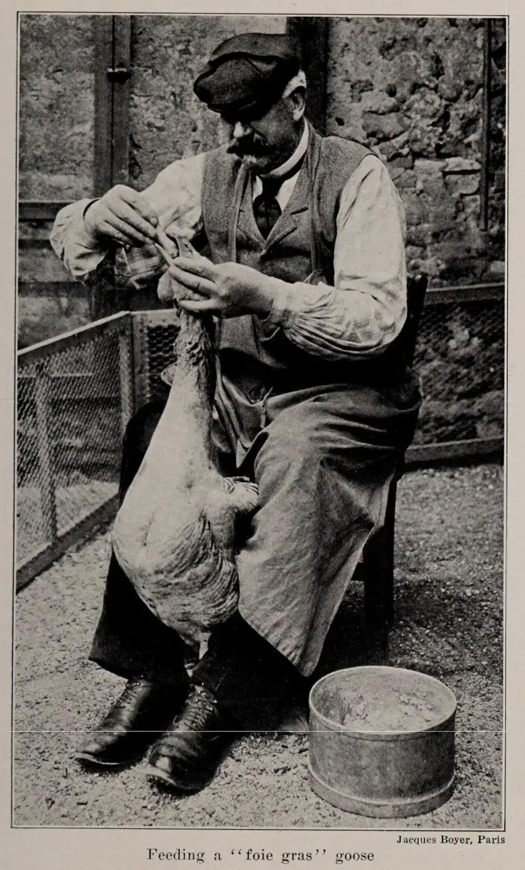 Foie Gras